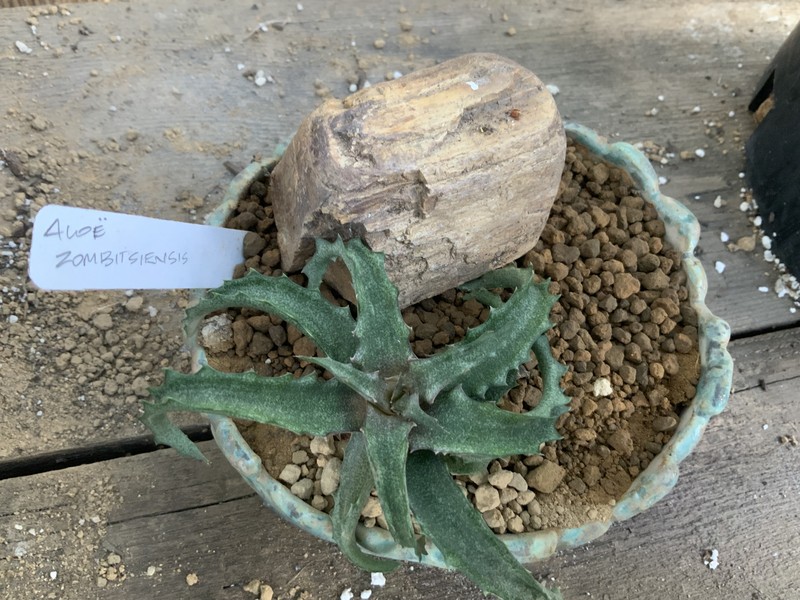 Aloe zombitsiensis