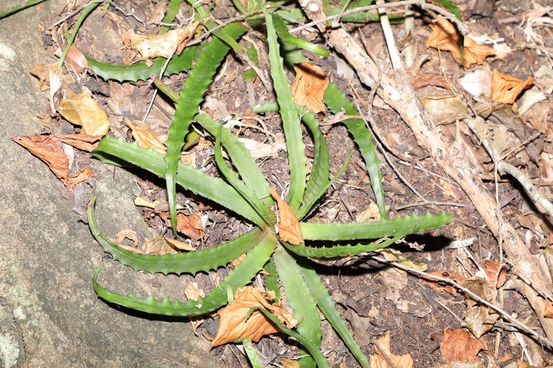 Aloe zombitsiensis photo 2