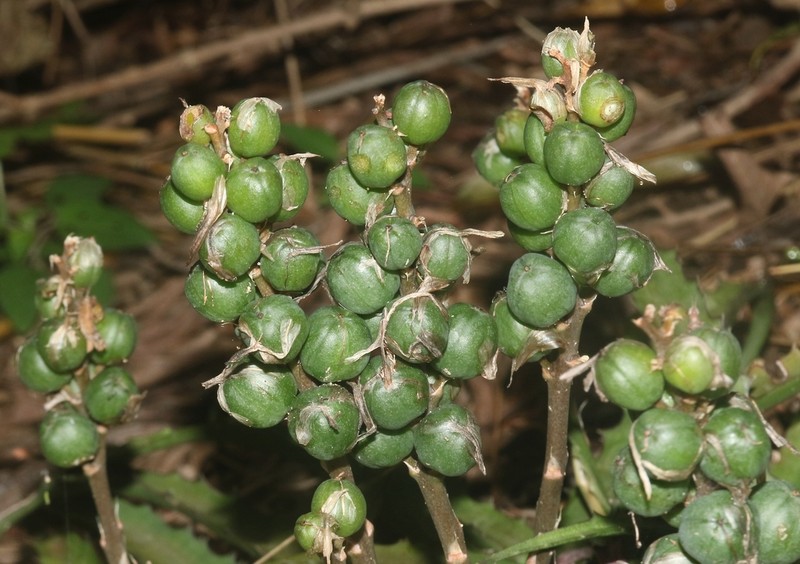 Aloe zombitsiensis photo 4