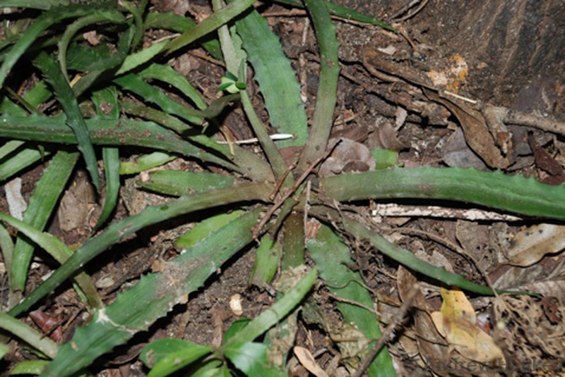 Aloe zombitsiensis photo 5