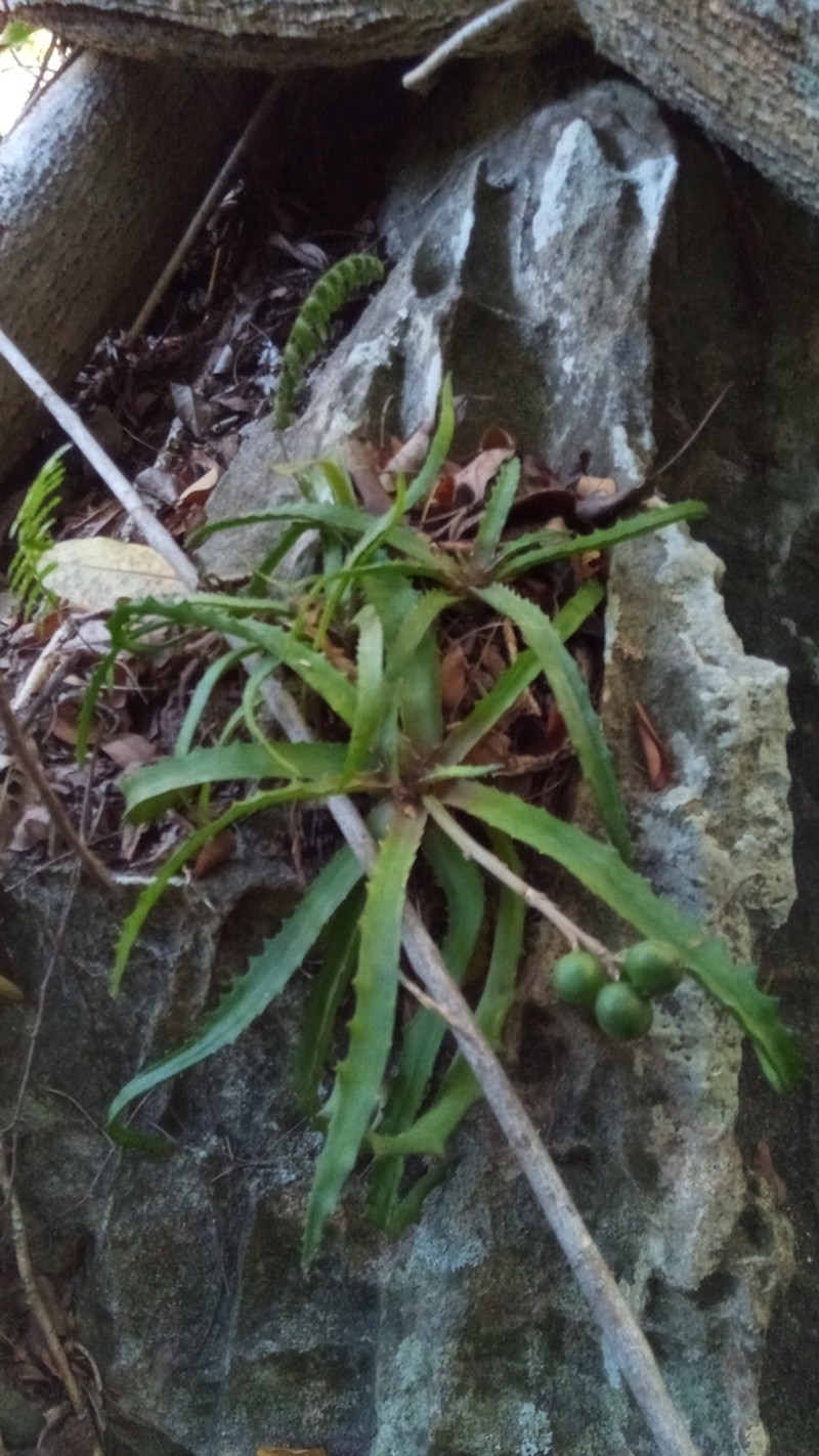 Aloe zombitsiensis photo 6