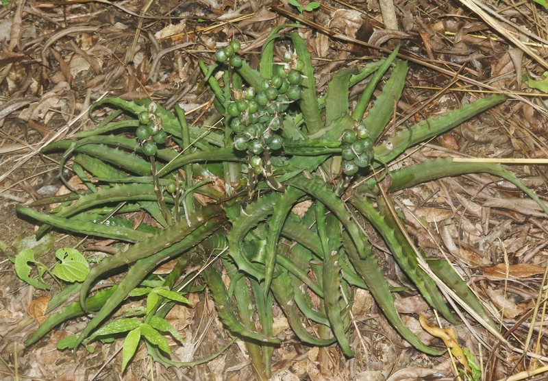 Aloe zombitsiensis photo 7