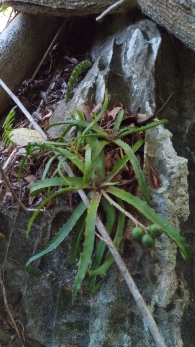 Aloe zombitsiensis photo 8