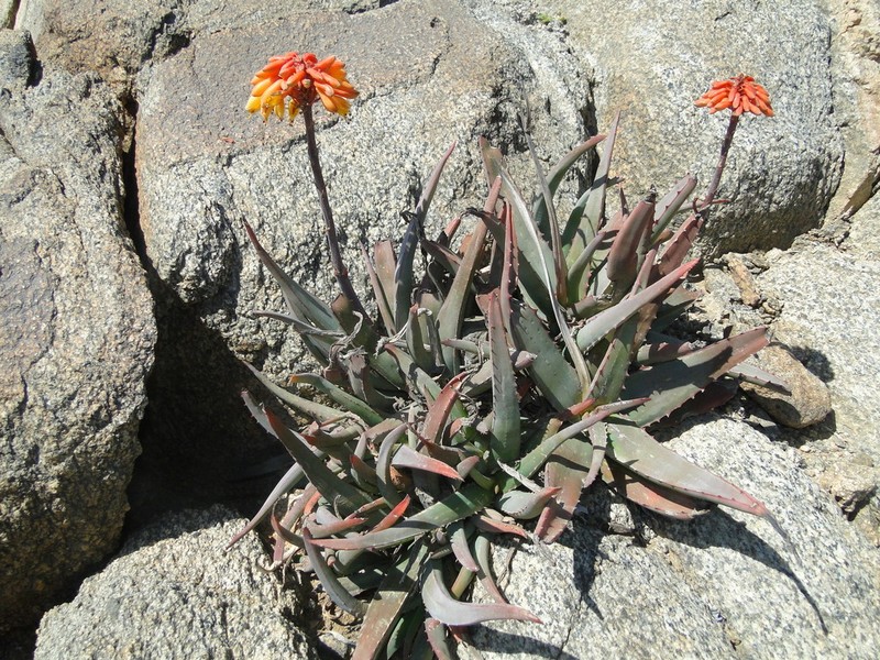 Aloe zubb