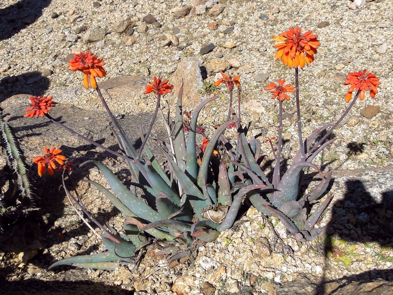 Aloe zubb photo 4