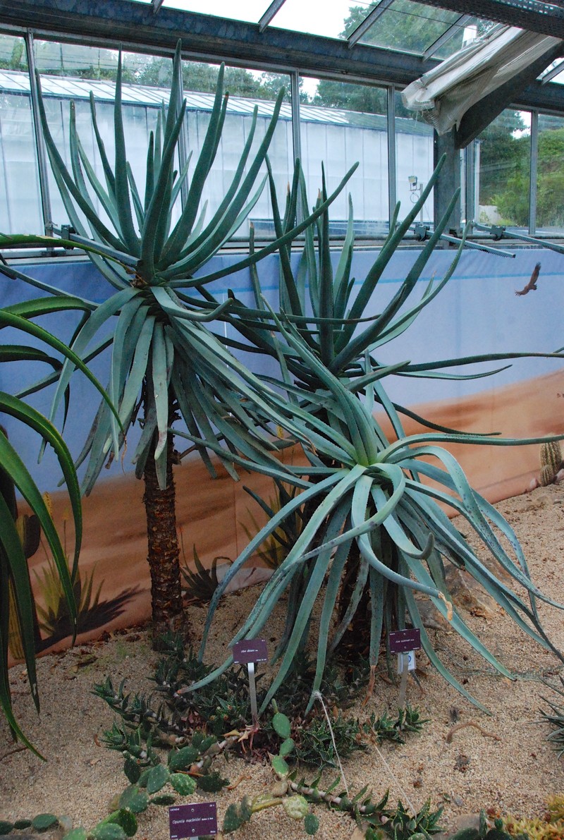 Aloestrela suzannae