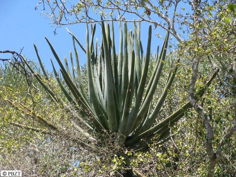Aloestrela suzannae photo 4