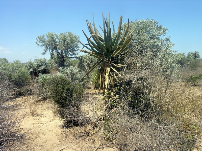 Aloestrela suzannae photo 6