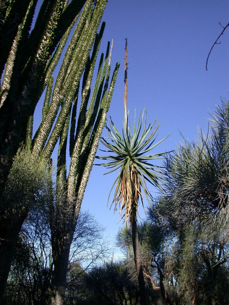 Aloestrela suzannae photo 7
