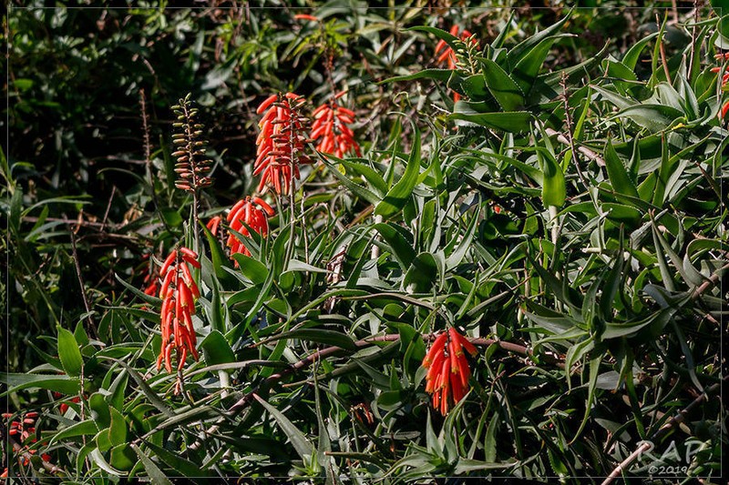 Aloiampelos ciliaris