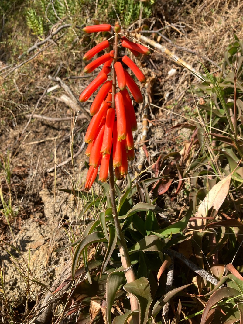 Aloiampelos ciliaris photo 2