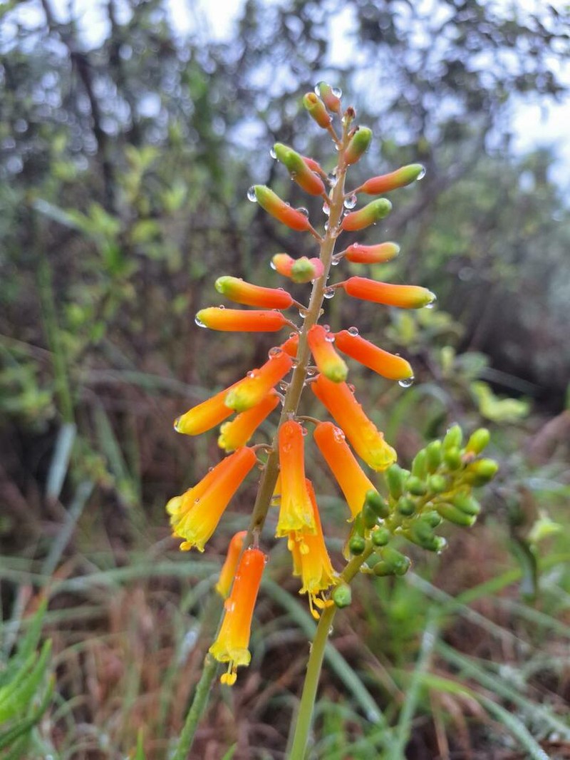 Aloiampelos ciliaris photo 3