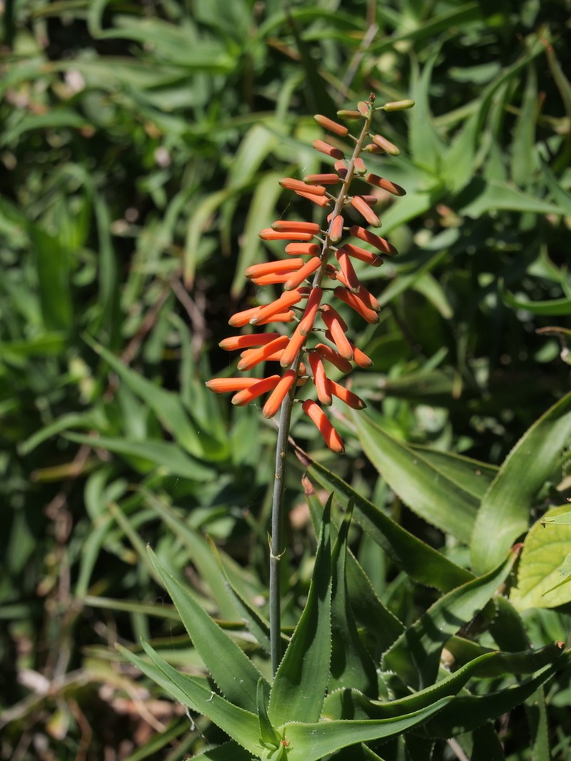 Aloiampelos ciliaris photo 6