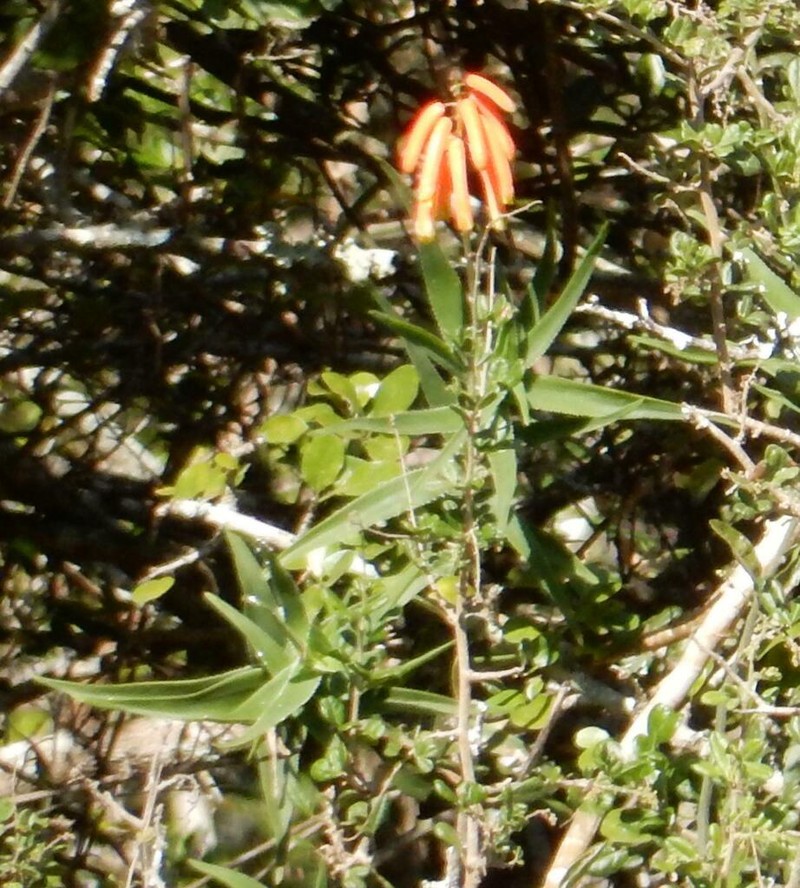 Aloiampelos ciliaris photo 8