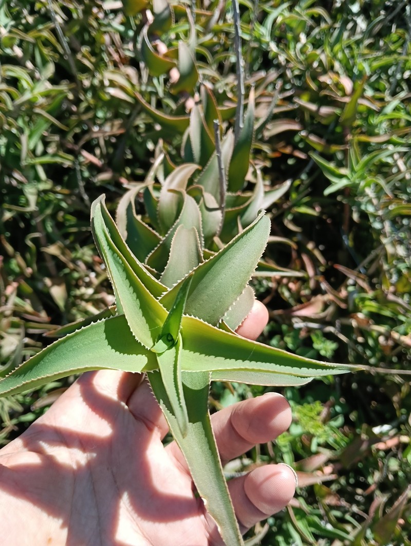 Aloiampelos ciliaris nothovar. gigas photo 2