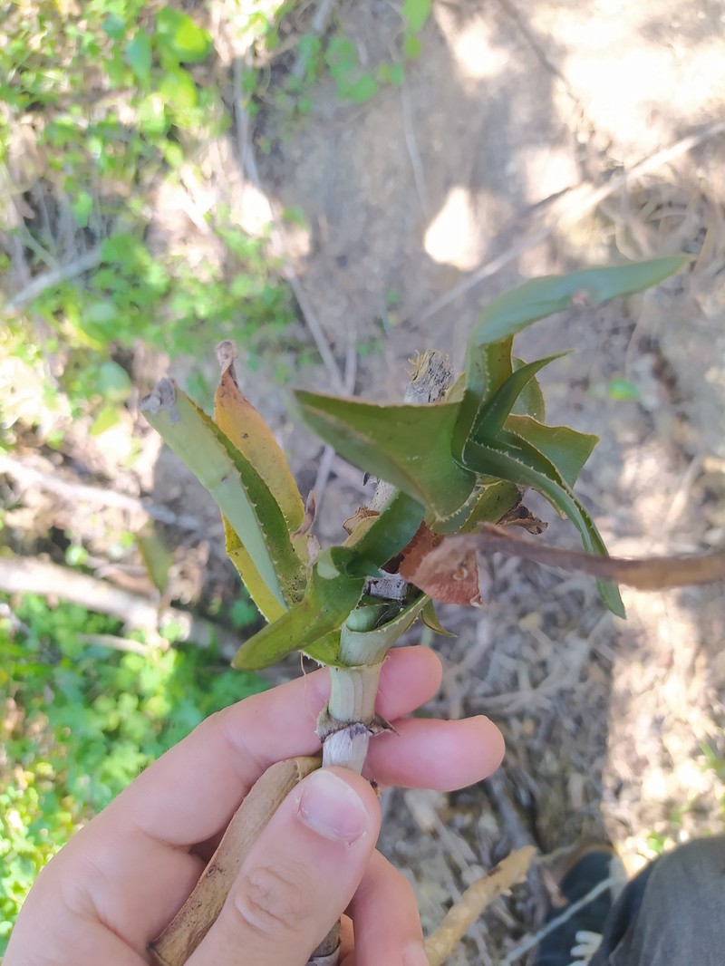 Aloiampelos ciliaris nothovar. gigas photo 4