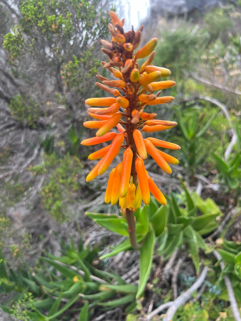 Aloiampelos commixta
