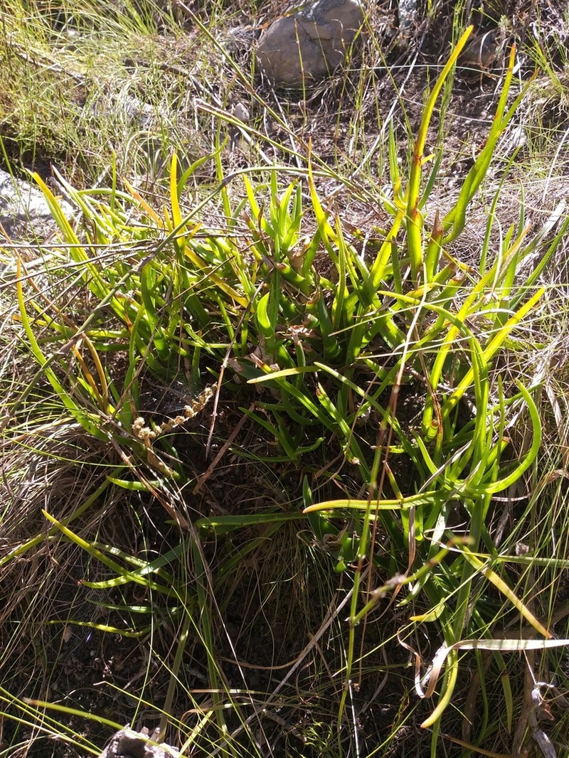 Aloiampelos decumbens