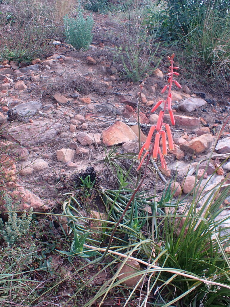Aloiampelos decumbens photo 2