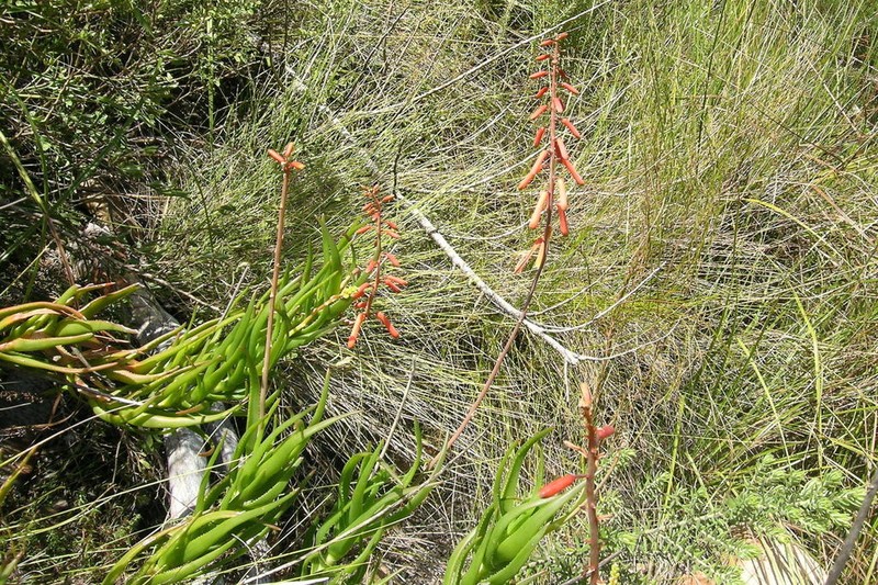 Aloiampelos decumbens photo 3