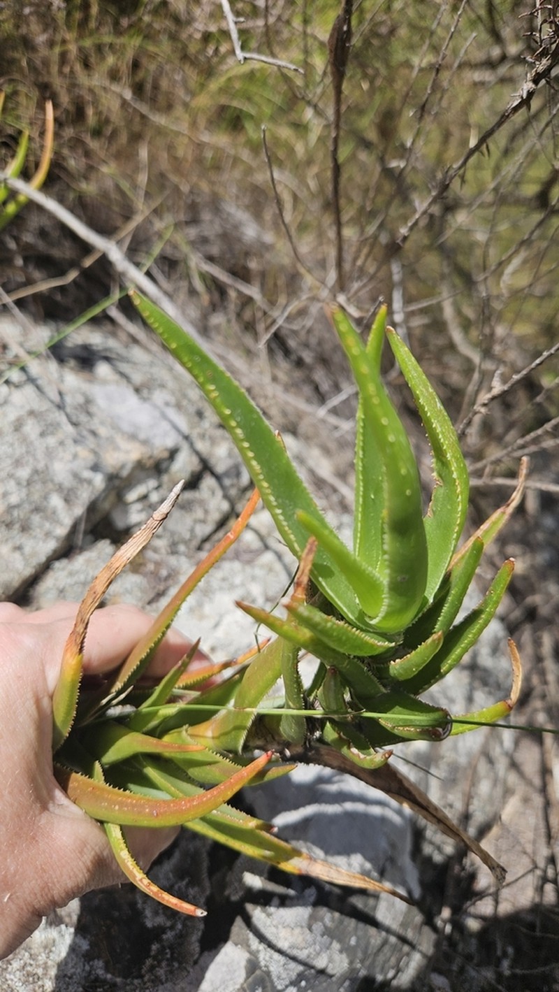 Aloiampelos decumbens photo 4