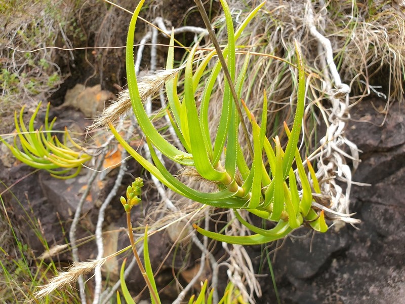 Aloiampelos decumbens photo 5