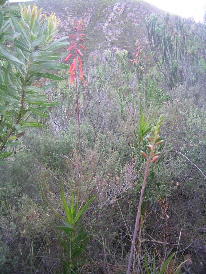 Aloiampelos decumbens photo 6