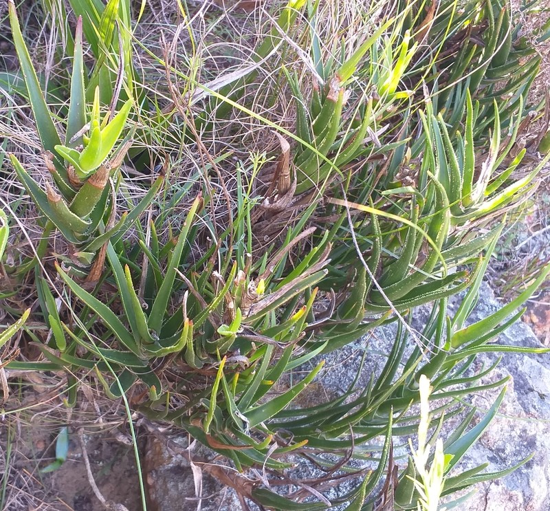 Aloiampelos decumbens photo 7