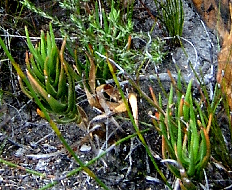 Aloiampelos decumbens photo 8