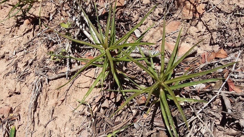 Aloiampelos gracilis