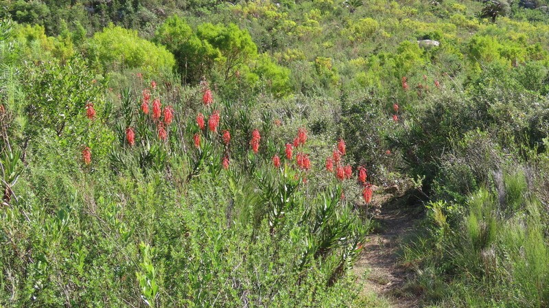 Aloiampelos gracilis photo 2
