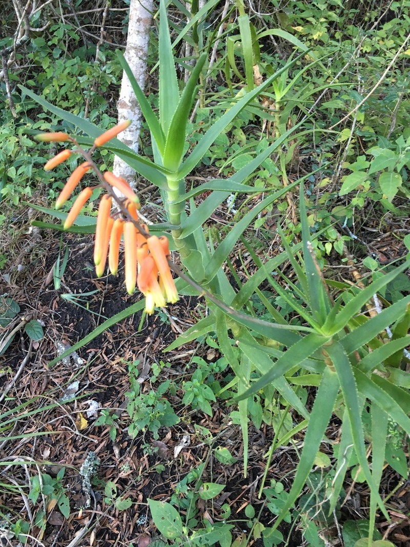 Aloiampelos gracilis photo 3