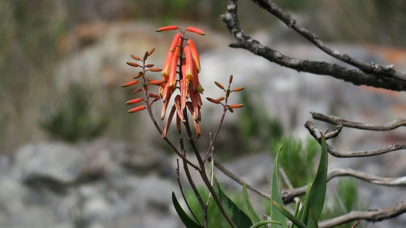 Aloiampelos gracilis photo 4