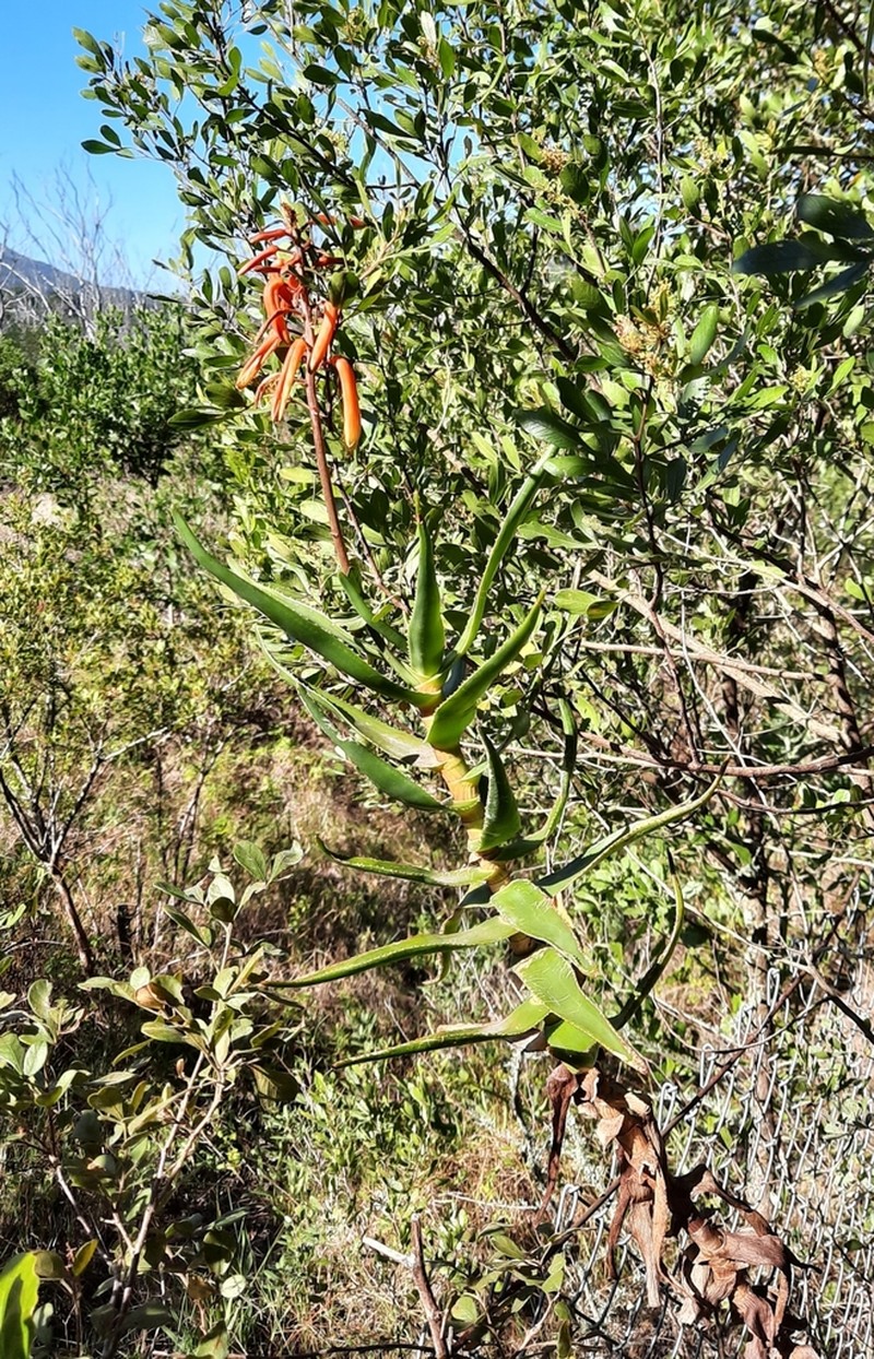 Aloiampelos gracilis photo 5