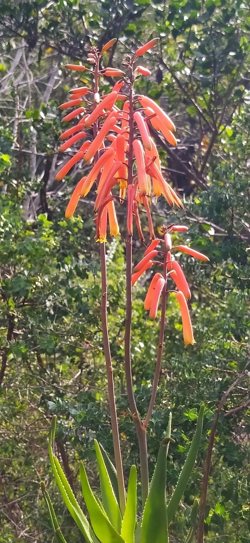 Aloiampelos gracilis photo 6