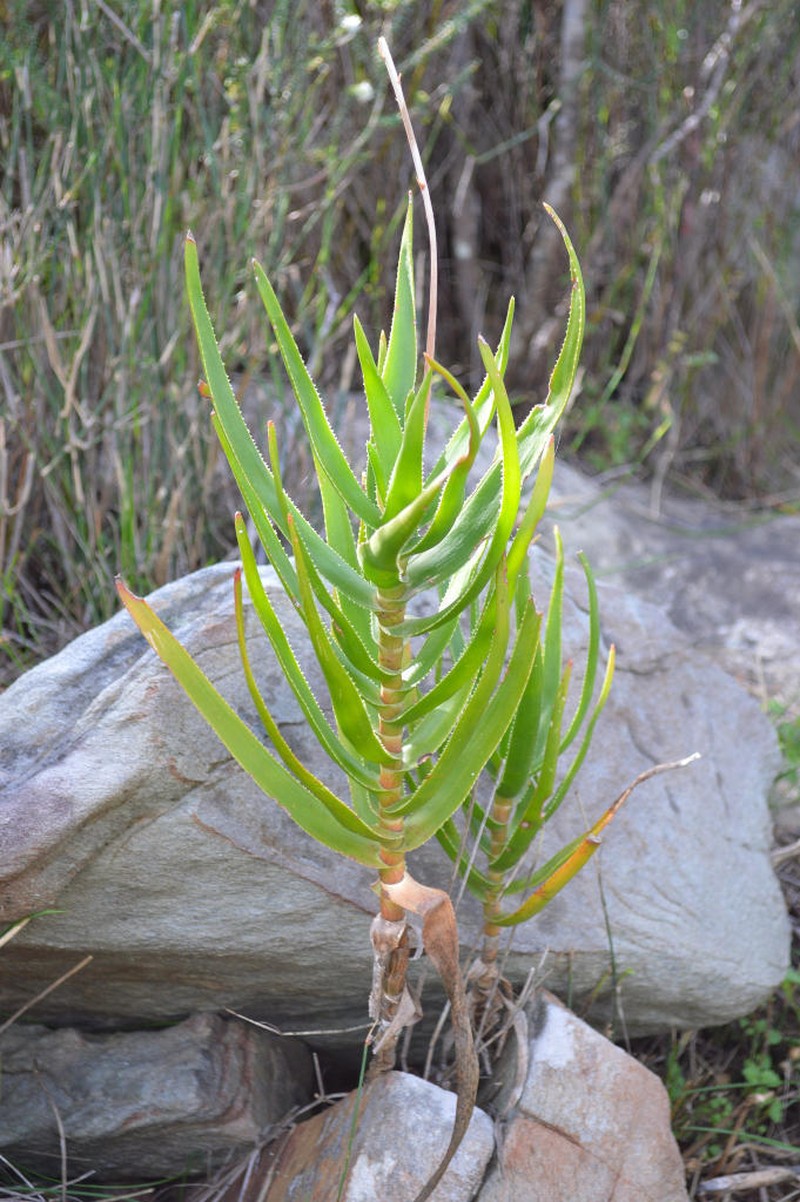 Aloiampelos gracilis photo 7