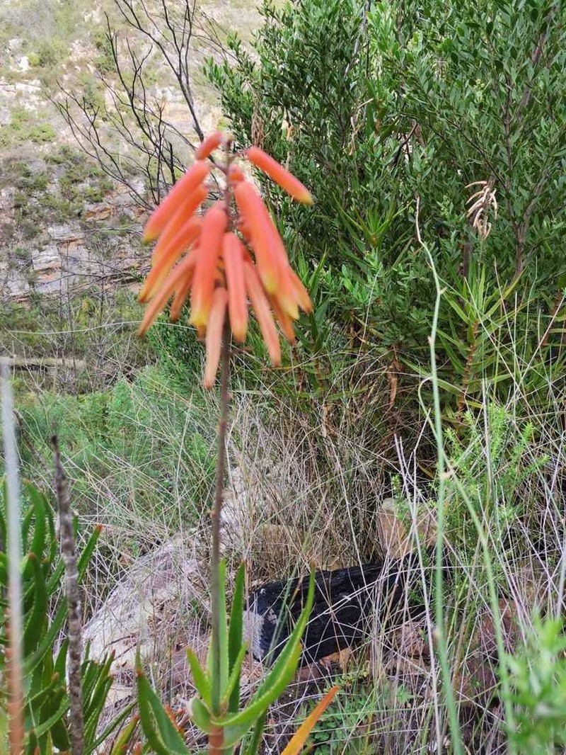 Aloiampelos gracilis photo 8