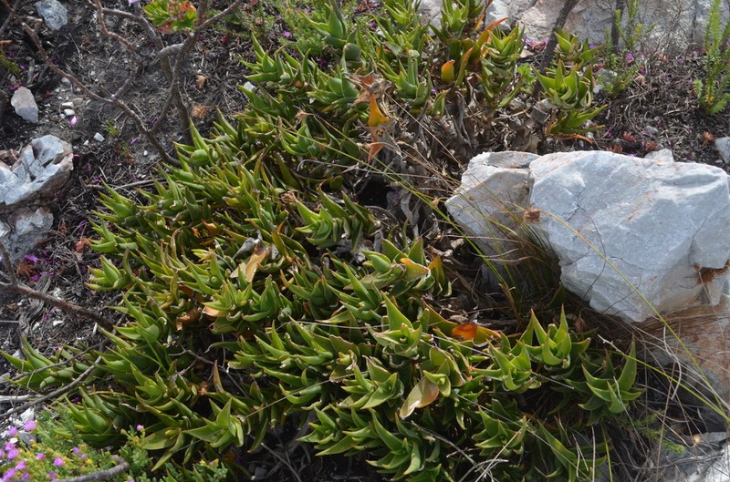 Aloiampelos juddii