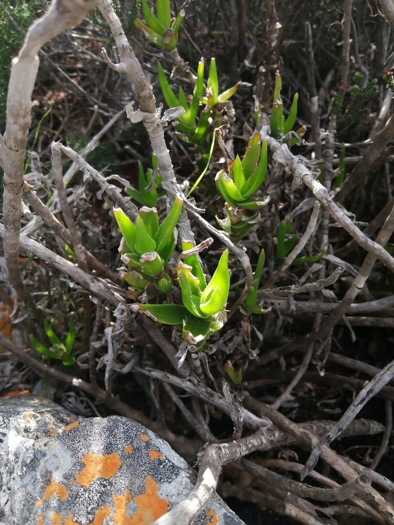 Aloiampelos juddii photo 2