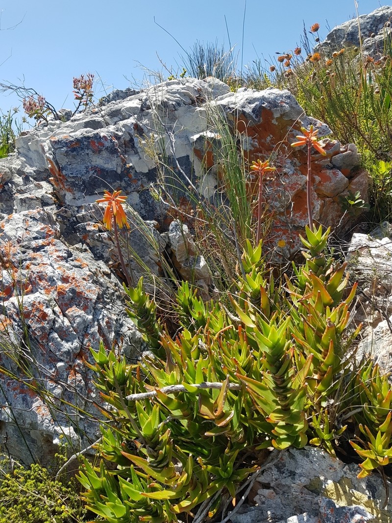 Aloiampelos juddii photo 3