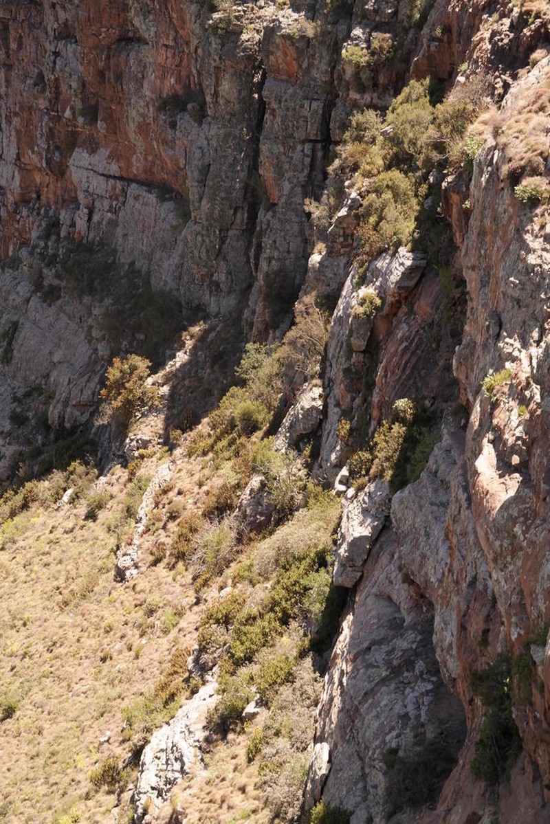 Aloiampelos striatula