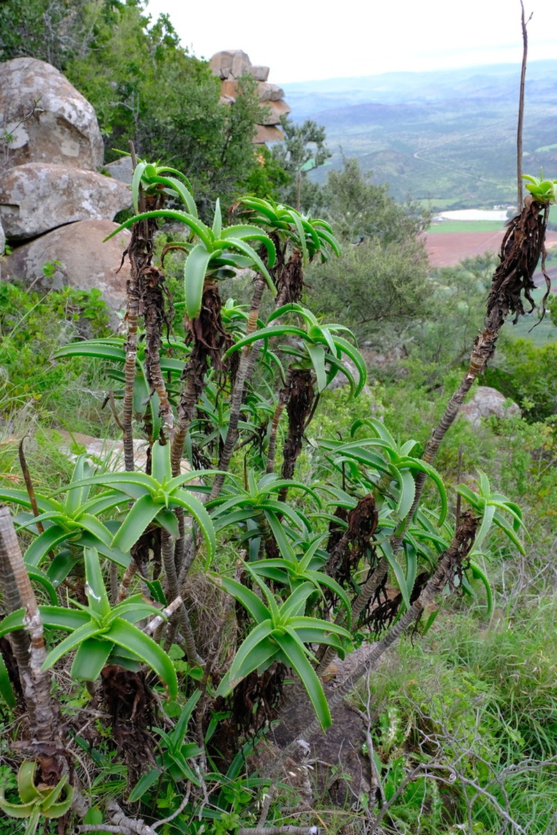 Aloiampelos striatula photo 2