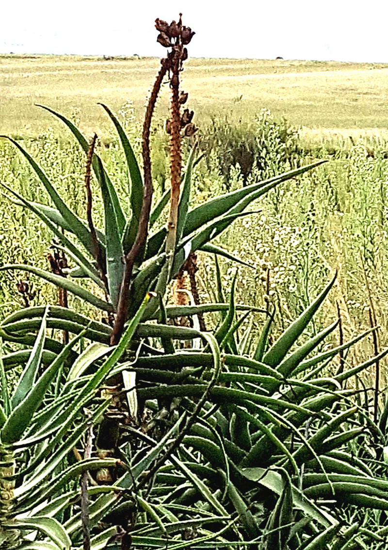 Aloiampelos striatula photo 4