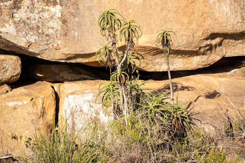 Aloiampelos striatula photo 5