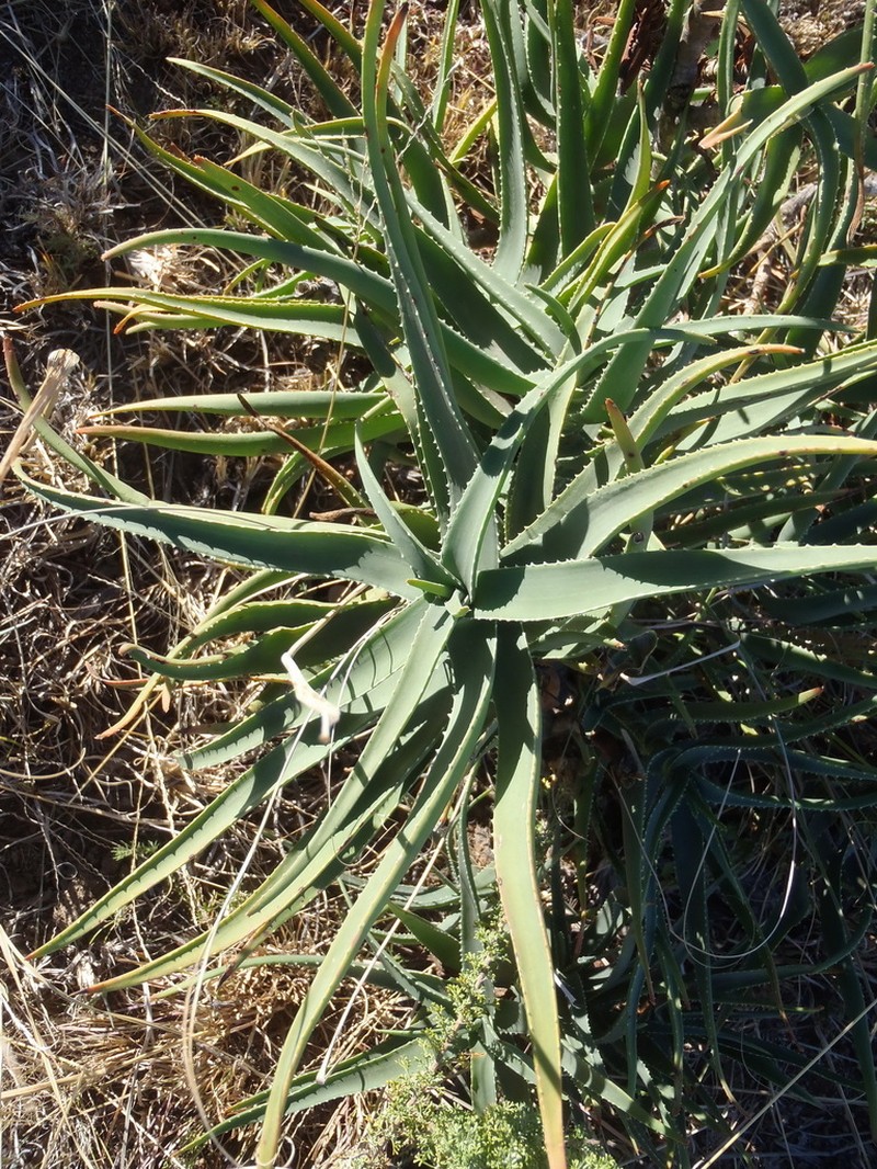 Aloiampelos striatula photo 6