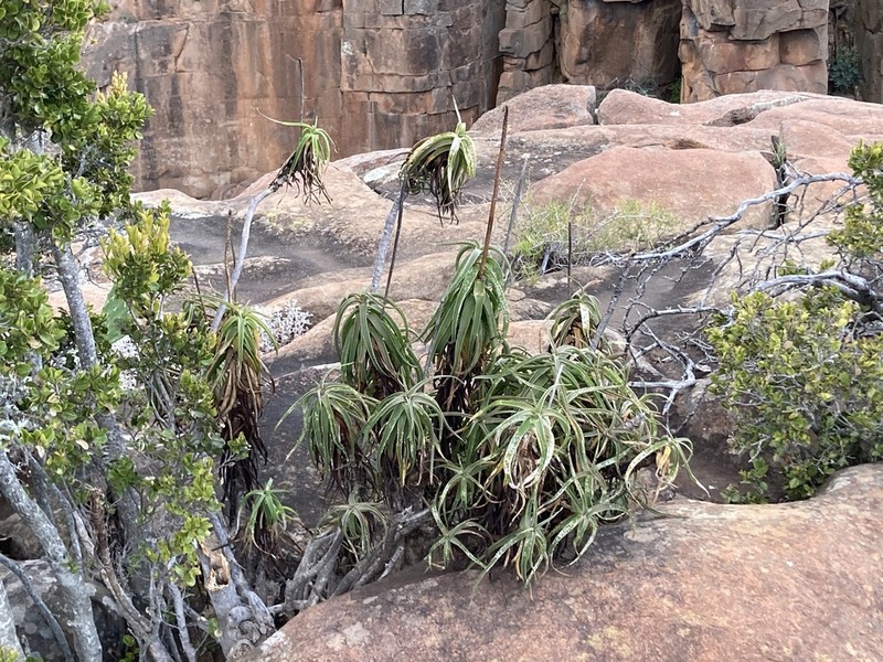Aloiampelos striatula photo 7