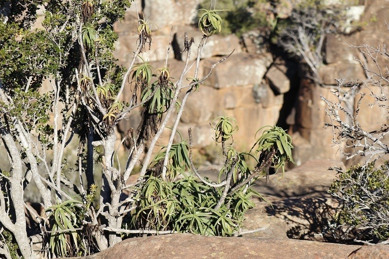 Aloiampelos striatula photo 8