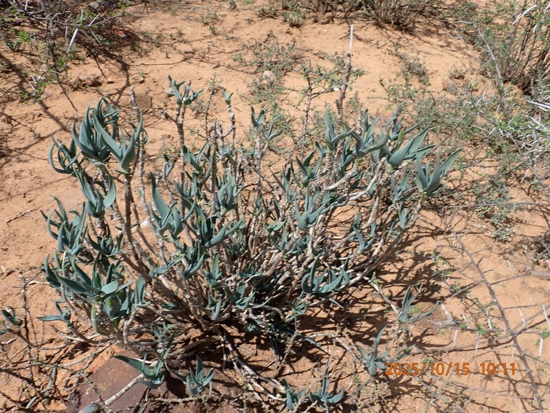 Aloiampelos tenuior photo 5