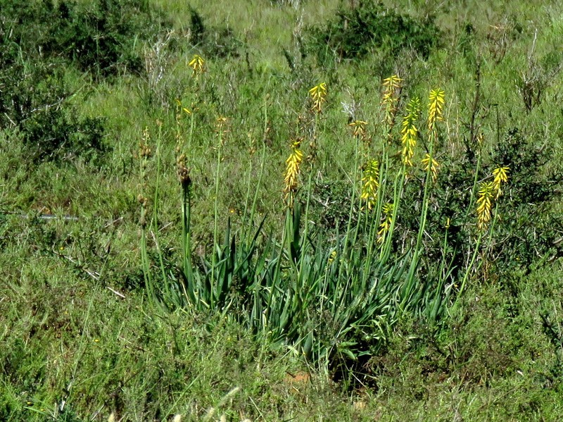 Aloiampelos tenuior photo 8