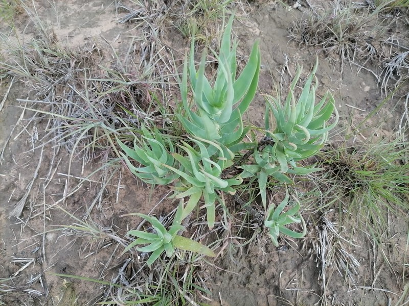 Aloiampelos tenuior var. tenuior